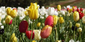 【墨爾本鬱金香節攻略】Tesselaar鬱金香節花海漫遊、展覽與交通資訊