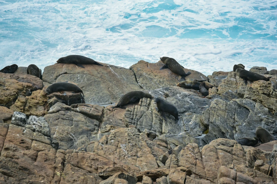 澳洲-袋鼠島-Admirals Arch
