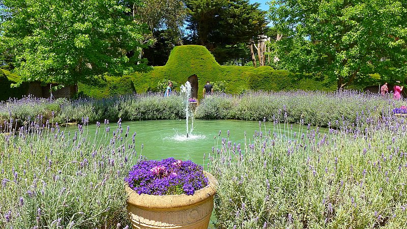澳洲-摩寧頓半島-Ashcombe Maze & Lavender Gardens