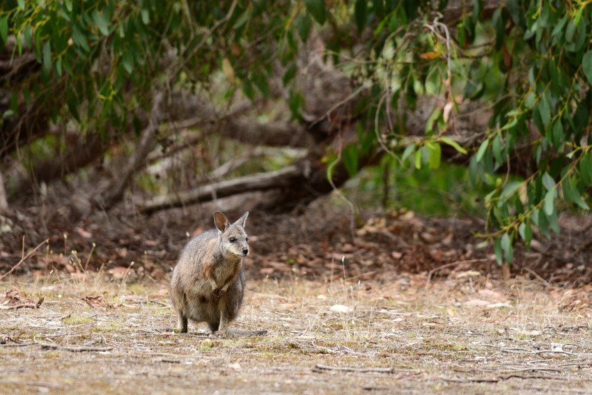 澳洲-袋鼠島-Hanson Bay Wildlife Sanctuary