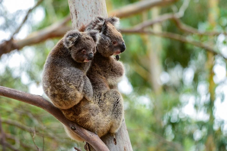 澳洲-袋鼠島-Hanson Bay Wildlife Sanctuary