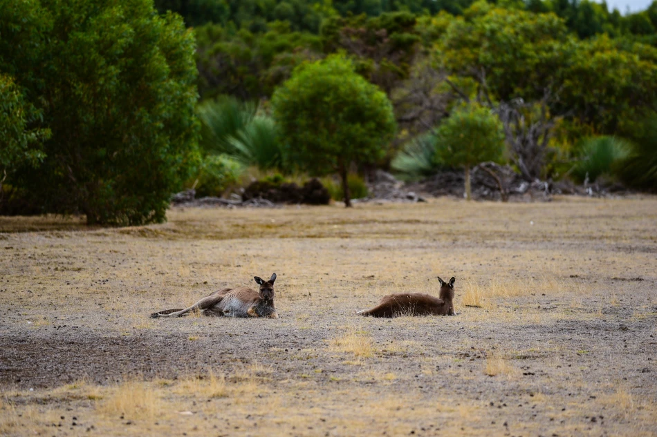 澳洲-袋鼠島-Hanson Bay Wildlife Sanctuary