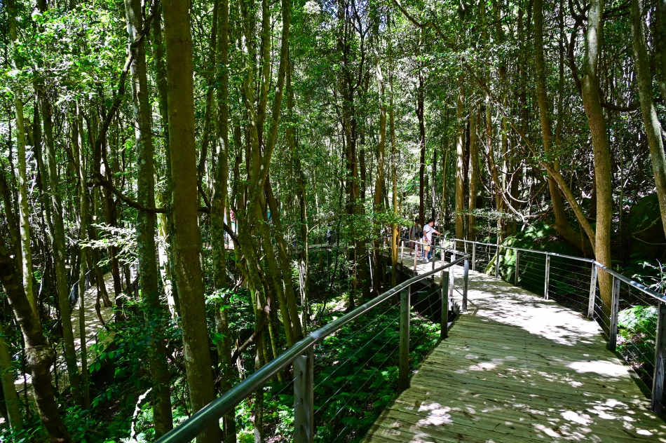 澳洲-藍山國家公園-景觀世界Scenic Walkway