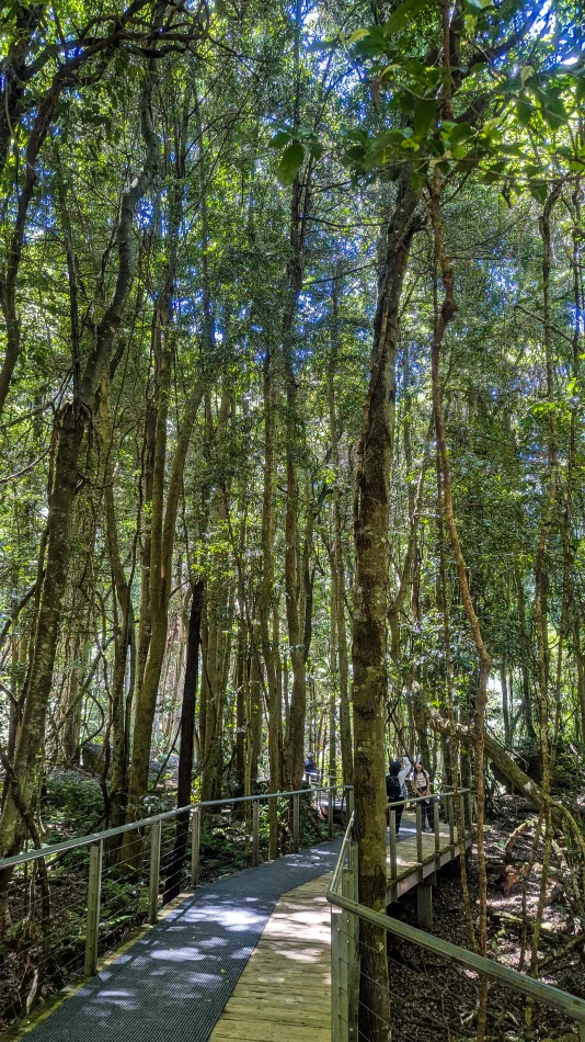 澳洲-藍山國家公園-景觀世界Scenic Walkway