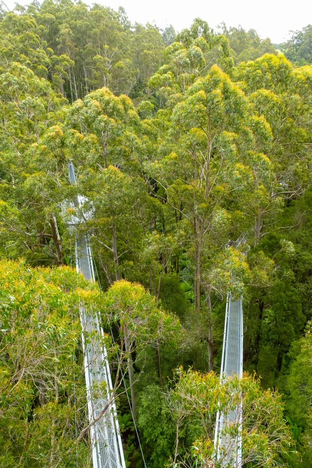 澳洲-大洋路-Otway Fly Treetop Adventures