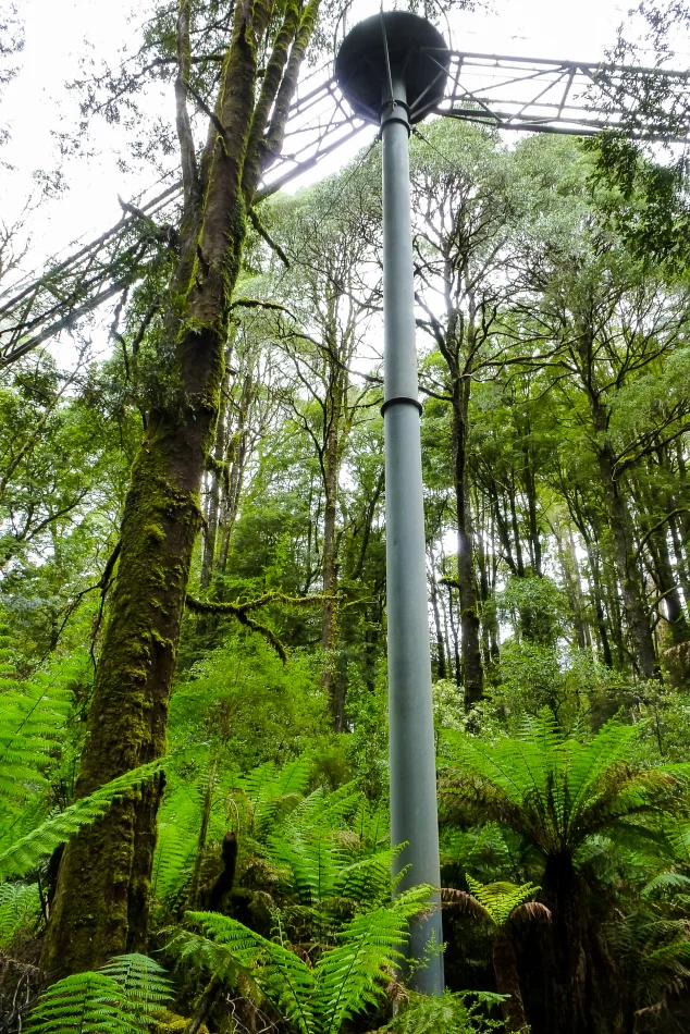 澳洲-大洋路-Otway Fly Treetop Adventures