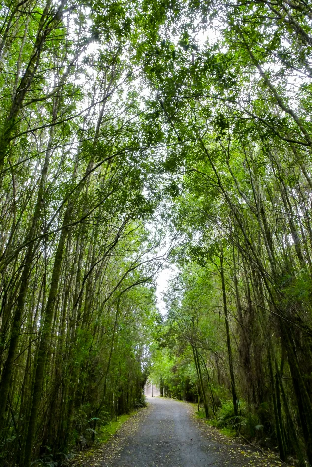 澳洲-大洋路-Otway Fly Treetop Adventures