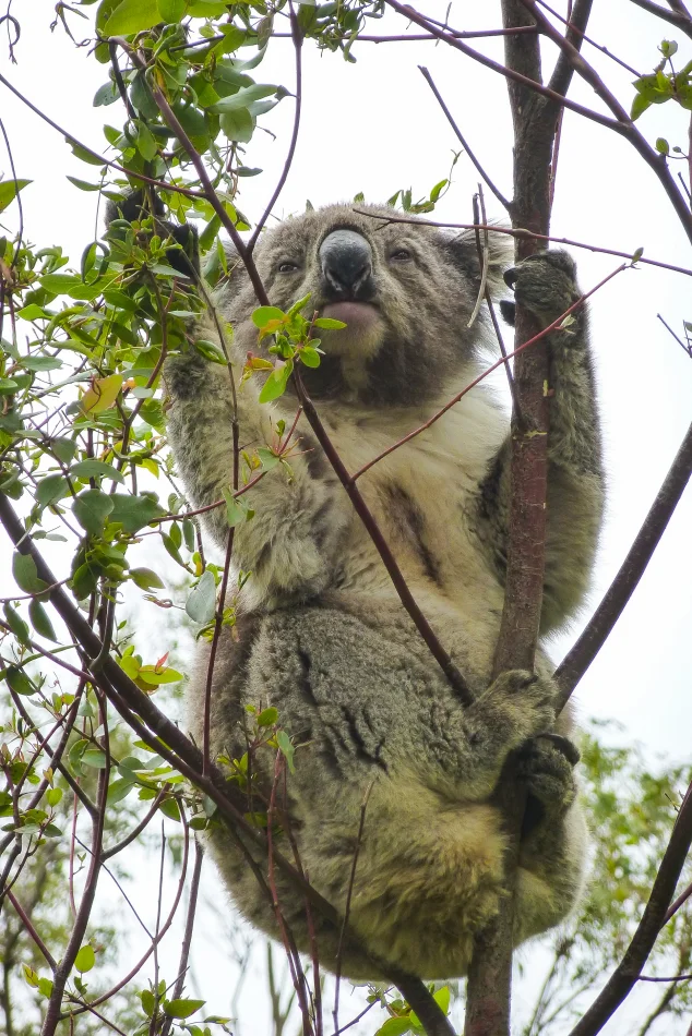 墨爾本-大洋路-Tower Hill Wildlife Reserve