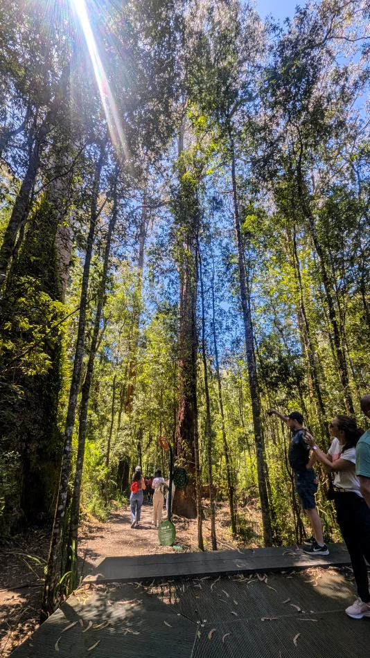 澳洲-大洋路-Maits Rest Rainforest Walk