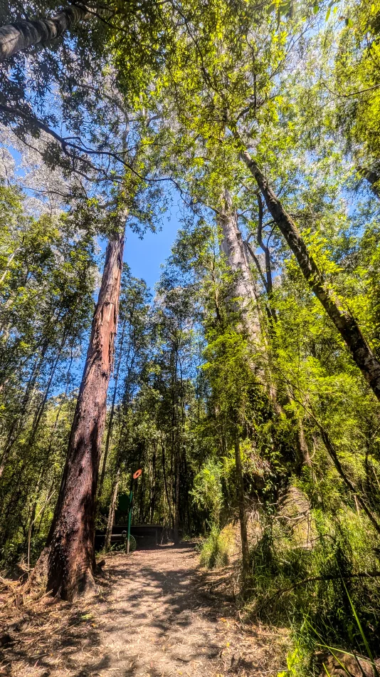 澳洲-大洋路-Maits Rest Rainforest Walk