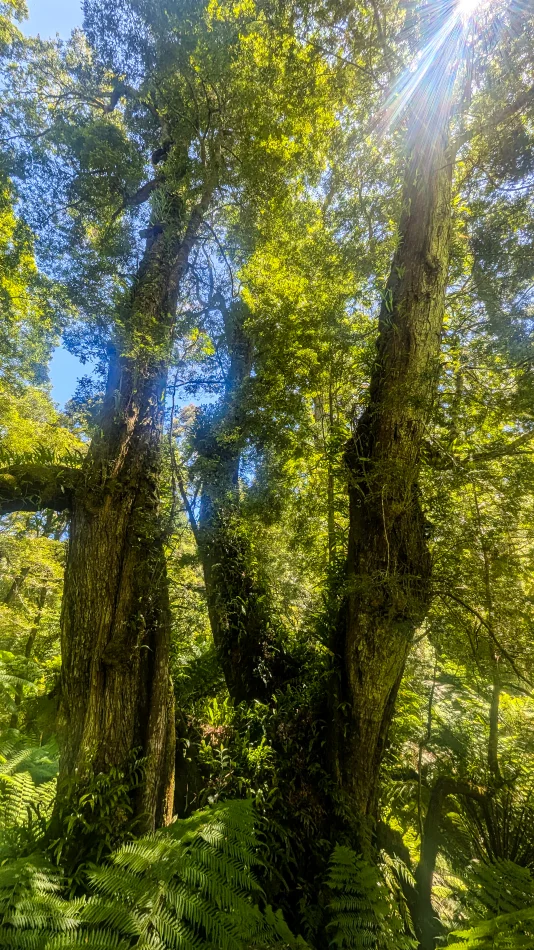 澳洲-大洋路-Maits Rest Rainforest Walk