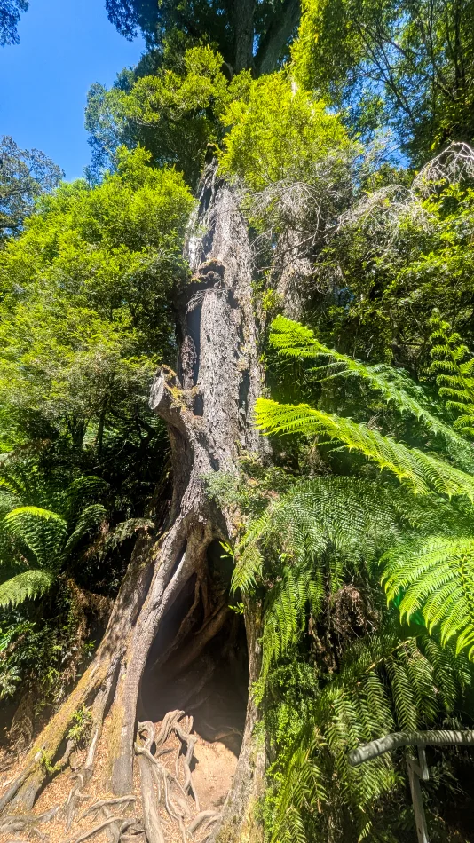 澳洲-大洋路-Maits Rest Rainforest Walk