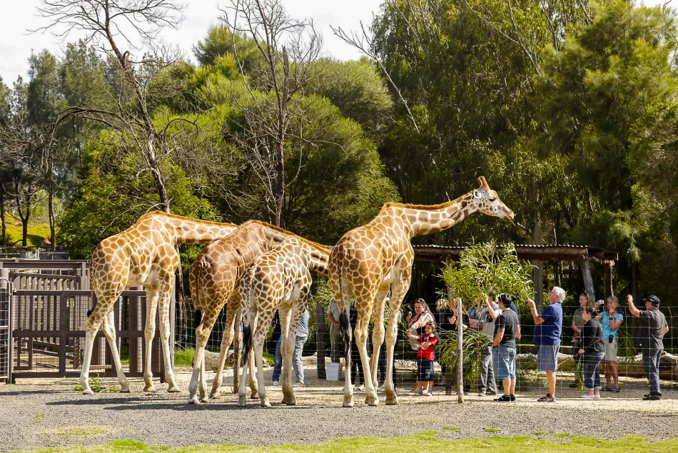澳洲-墨爾本景點-威勒比開放動物園