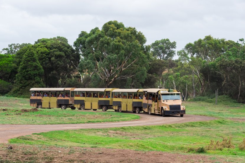 澳洲-威勒比-開放動物園遊園車