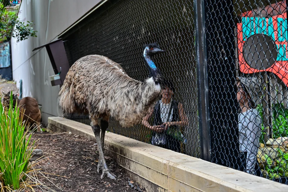 澳洲-雪梨-塔龍加動物園