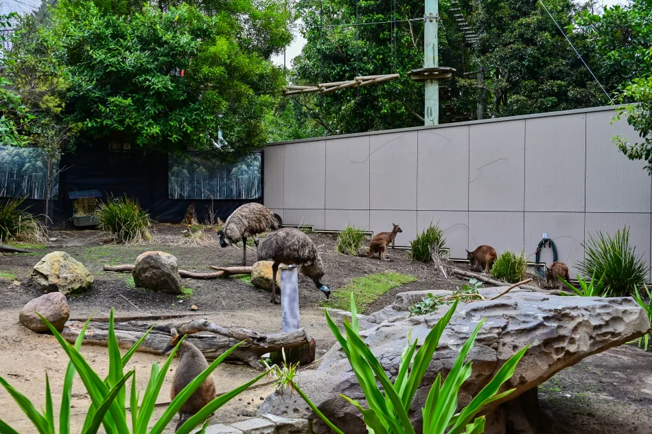 澳洲-雪梨-塔龍加動物園