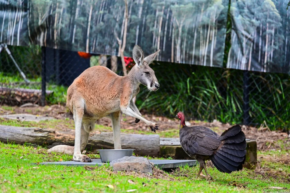 澳洲-雪梨-塔龍加動物園-袋鼠