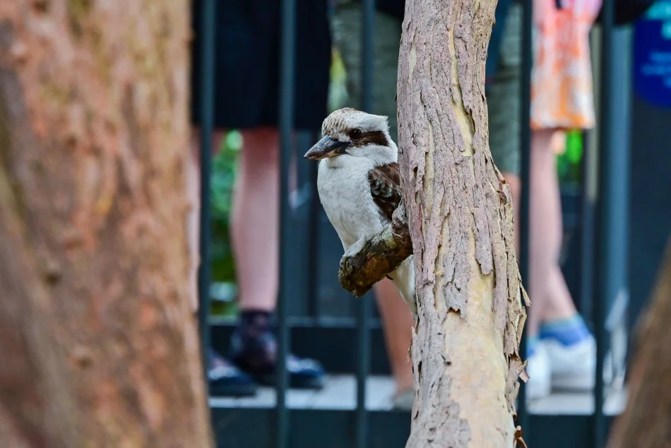 澳洲-雪梨-塔龍加動物園-笑翠鳥