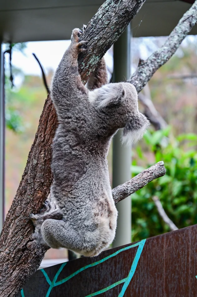 澳洲-雪梨-塔龍加動物園-無尾熊