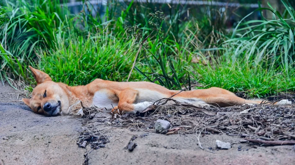 澳洲-雪梨-塔龍加動物園-澳洲野犬