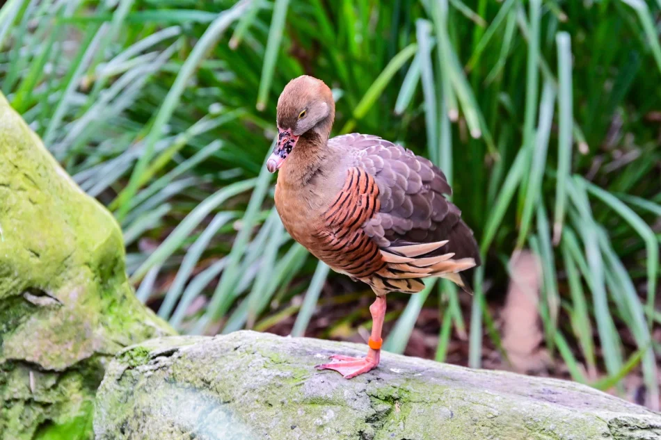 澳洲-雪梨-塔龍加動物園-尖羽樹鴨(Plumed whistling duck)
