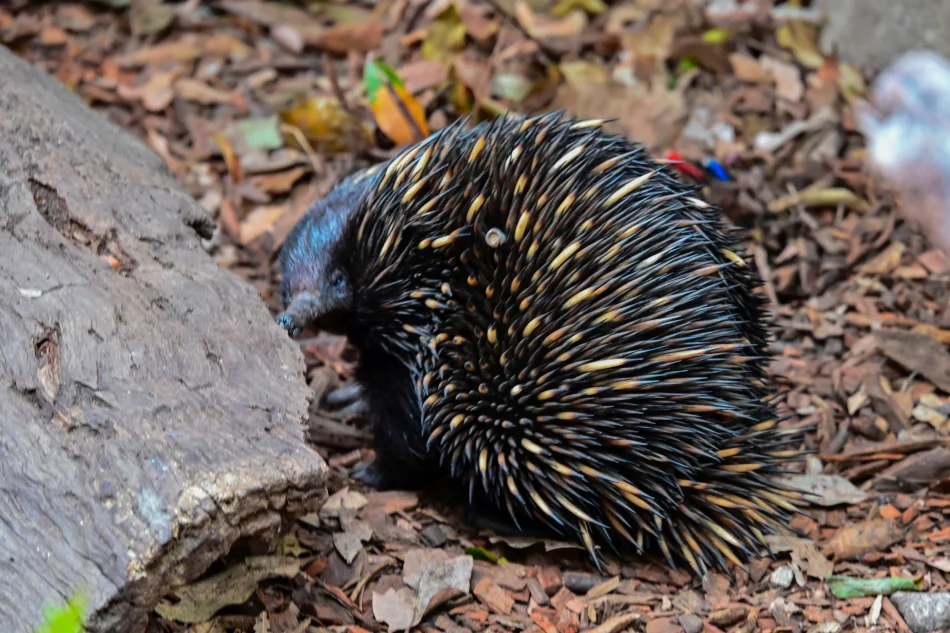 澳洲-雪梨-塔龍加動物園-針鼴