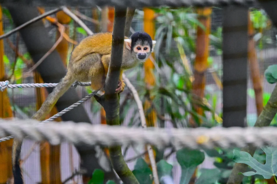 澳洲-雪梨-塔龍加動物園-松鼠猴