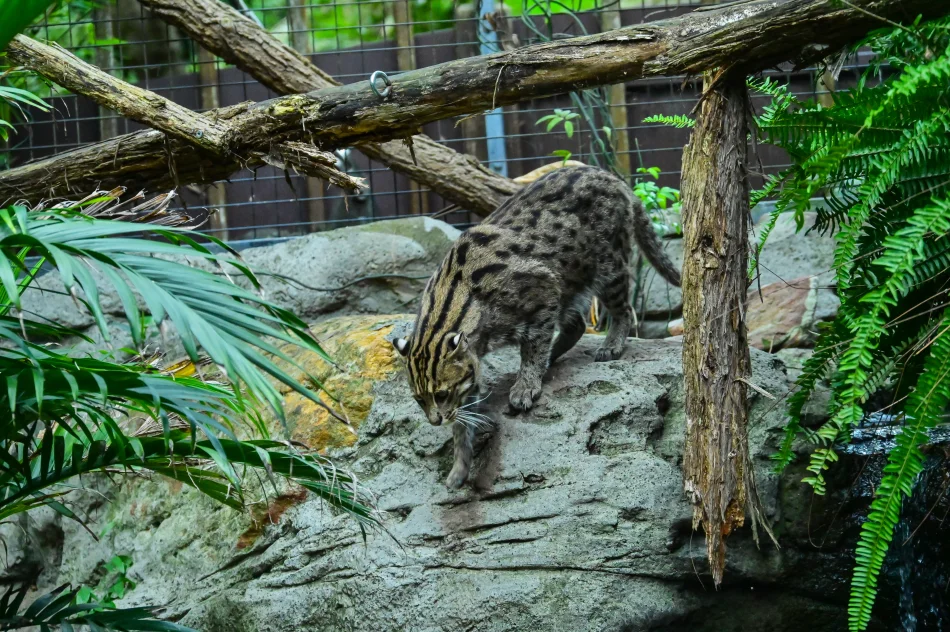 澳洲-雪梨-塔龍加動物園-漁貓