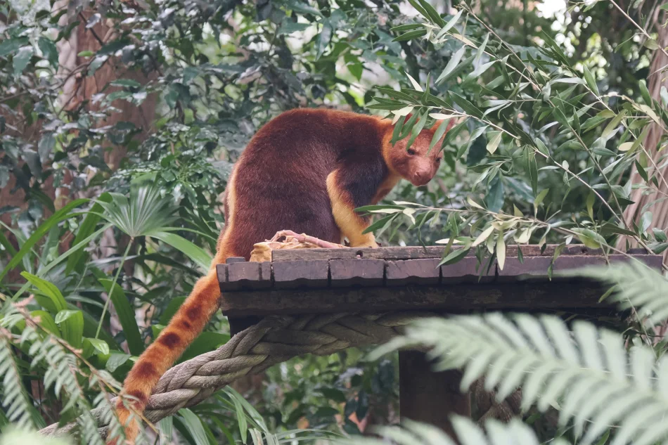 澳洲-雪梨-塔龍加動物園-樹袋鼠