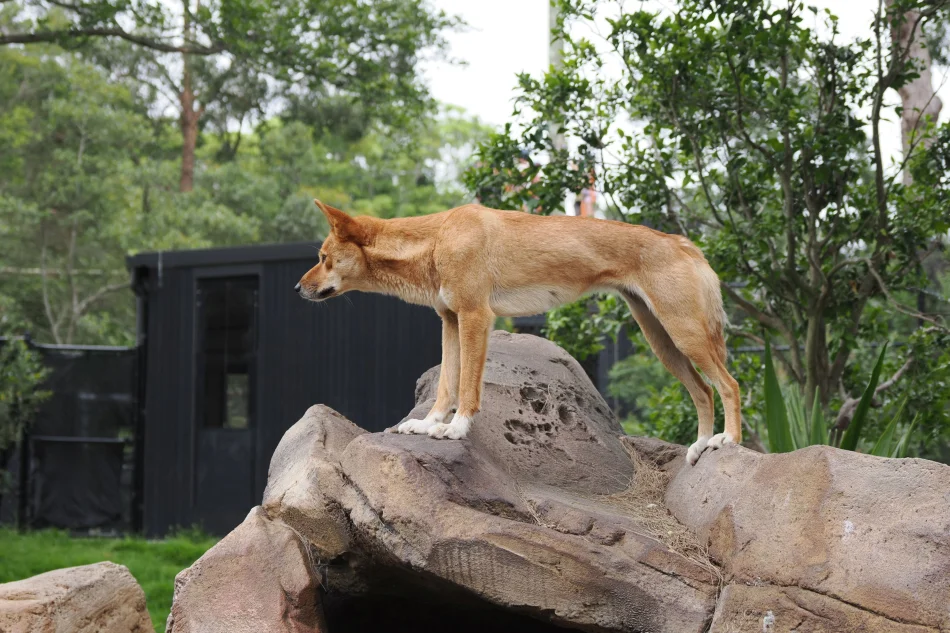 澳洲-雪梨-塔龍加動物園-澳洲野犬