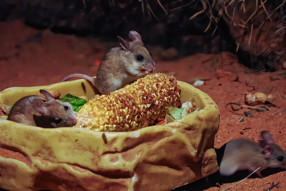 澳洲-雪梨-塔龍加動物園-負鼠