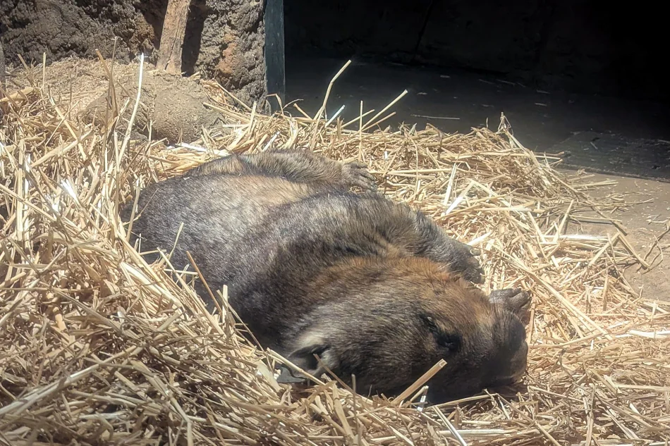 澳洲-雪梨-塔龍加動物園-袋熊