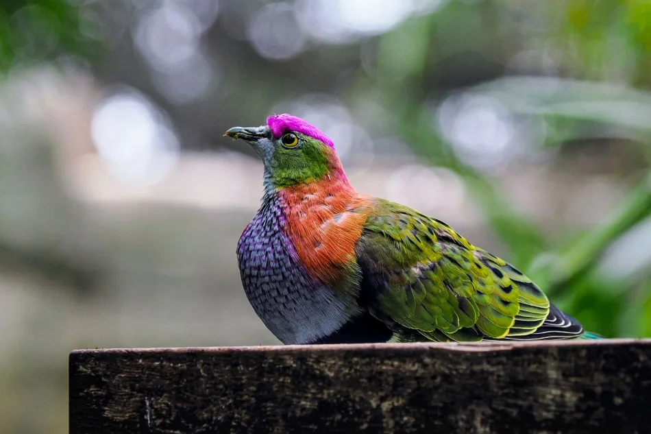 澳洲-雪梨-塔龍加動物園-粉頂果鳩(Rose-crowned fruit dove)
