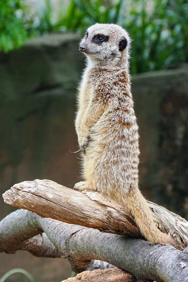 澳洲-雪梨-塔龍加動物園-狐獴