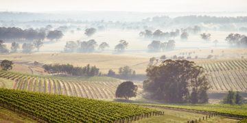 澳洲-新南威爾斯-獵人谷葡萄園