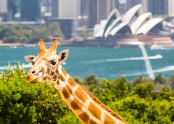 【雪梨必訪動物園】塔龍加動物園半日遊：園區簡介、澳洲原生動物分享、參觀資訊與交通方式說明