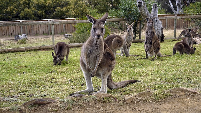 澳洲-塔斯馬尼亞-波諾朗野生動物保護基地