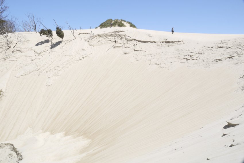 澳洲-塔斯馬尼亞-Henty  Dunes