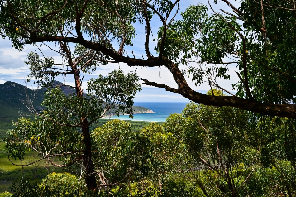 澳洲-威爾遜岬國家公園-Mt Bishop 健行