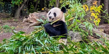 【維也納動物園】熊布朗宮動物園漫遊：熊貓與北極熊等動物分享、參觀資訊說明
