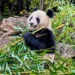 【維也納動物園】熊布朗宮動物園漫遊：熊貓與北極熊等動物分享、參觀資訊說明