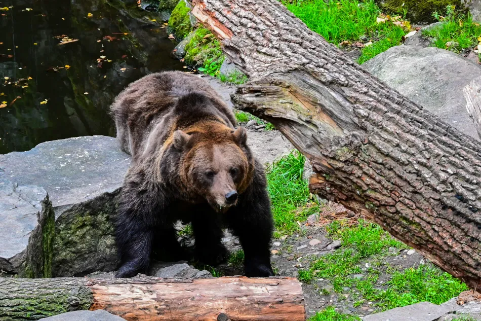 捷克-庫倫洛夫-庫倫洛夫城堡