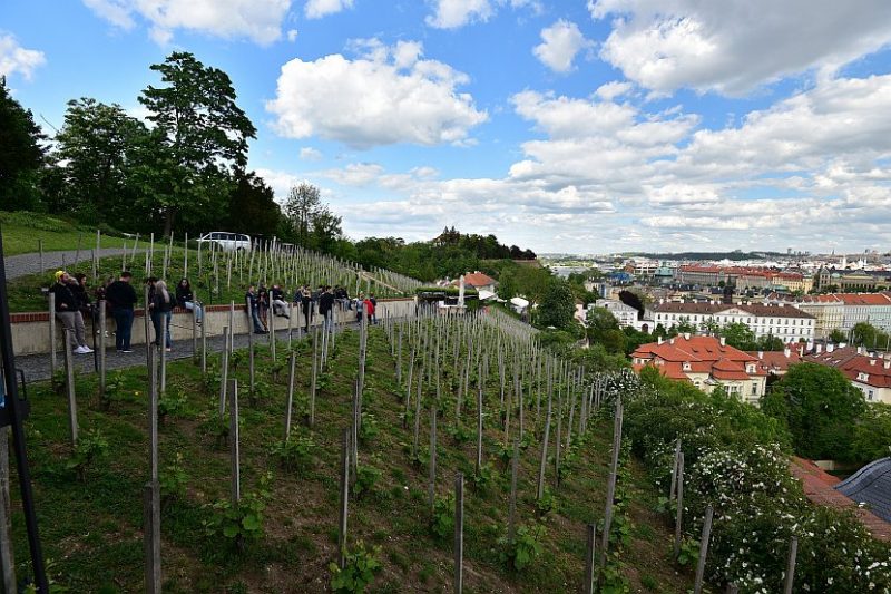 捷克-布拉格-布拉格城堡-聖瓦茨拉夫葡萄園