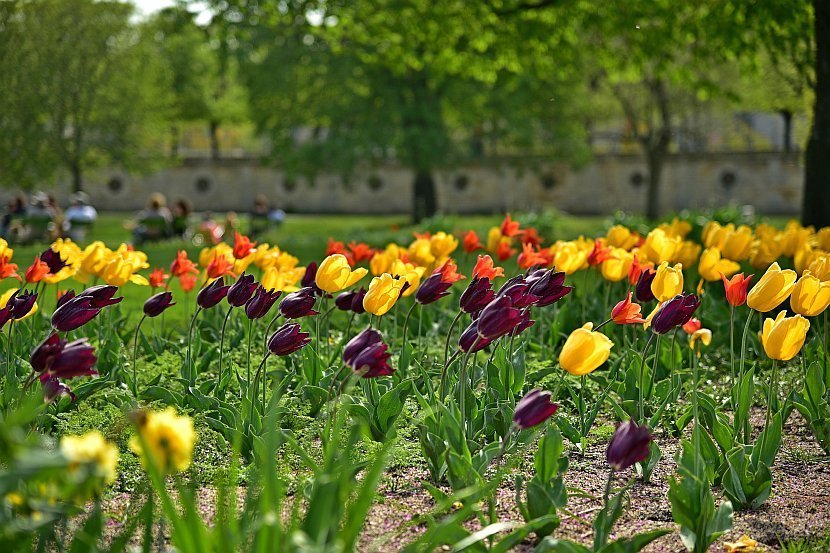 法國-巴黎-杜樂麗花園Jardin des Tuileries