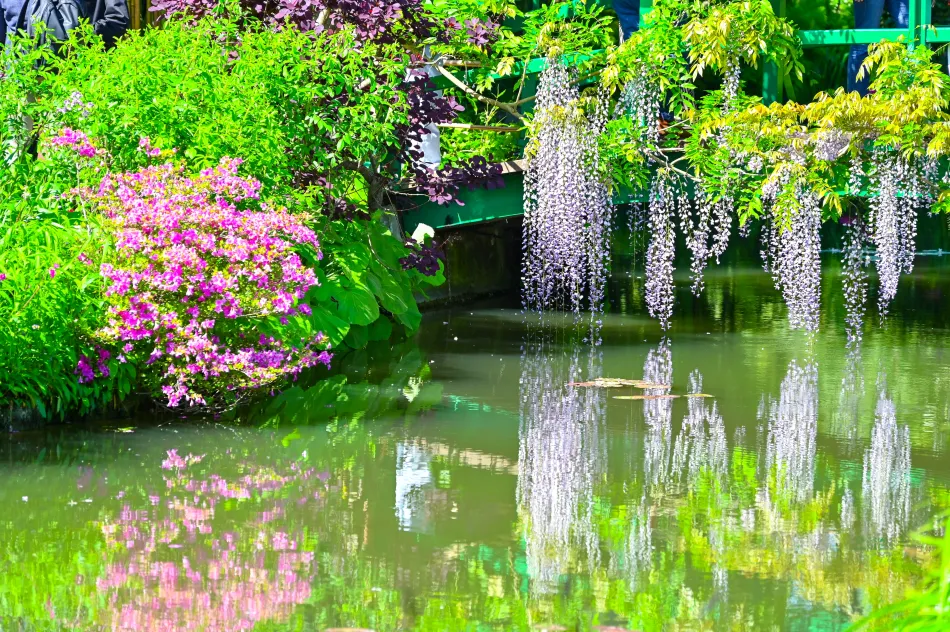 法國-吉維尼-莫內花園的水花園