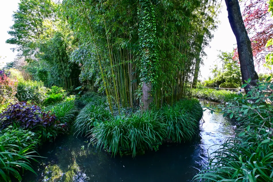 法國-吉維尼-莫內花園的水花園
