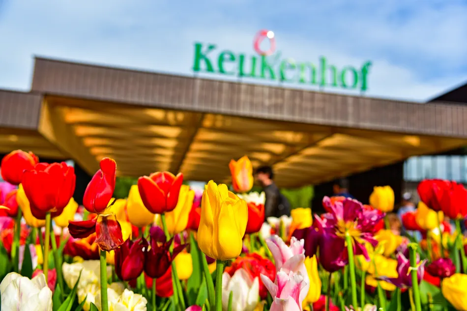 荷蘭-庫肯霍夫花園鬱金香