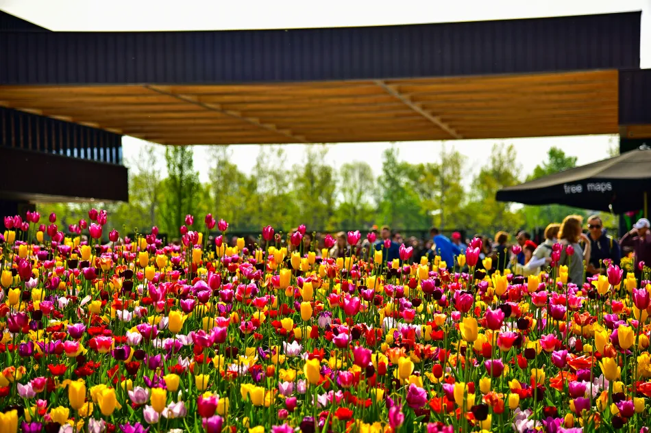 荷蘭-庫肯霍夫花園鬱金香