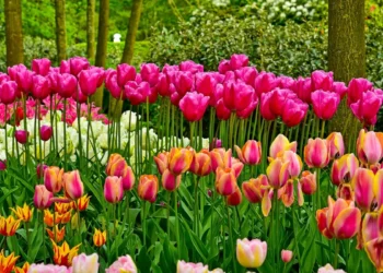 【阿姆斯特丹鬱金香自由行】2026庫肯霍夫花園鬱金香花季一日遊與交通攻略