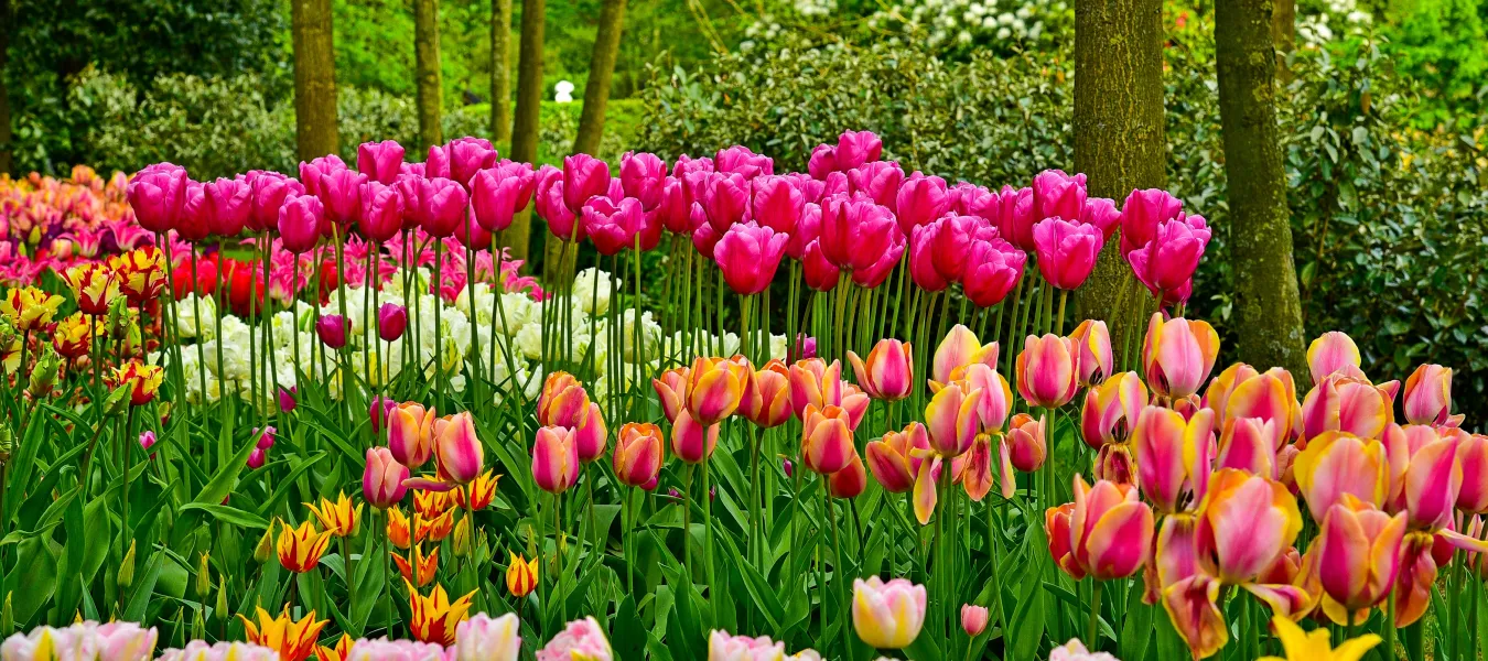 庫肯霍夫花園鬱金香自由行｜阿姆斯特丹出發一日遊、自行車遊花田與交通攻略